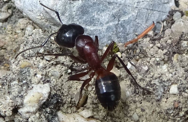 Camponotus ligniperda - Formicidae